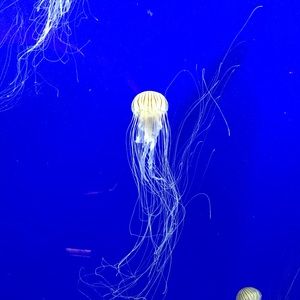 Meet your Posher, Helen